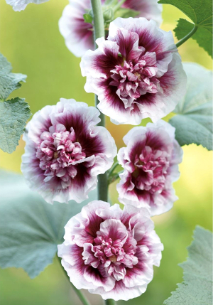 ����-���� Creme_de_Cassis