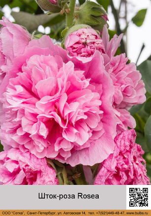 ����-���� Rosea