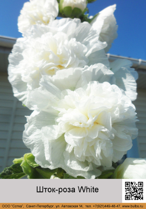 ����-���� White