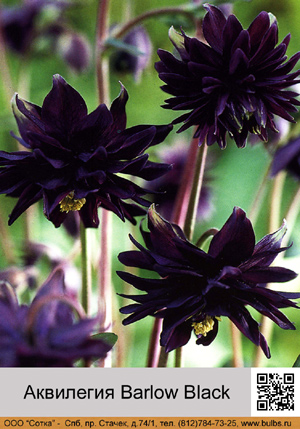 ��������� Barlow Black