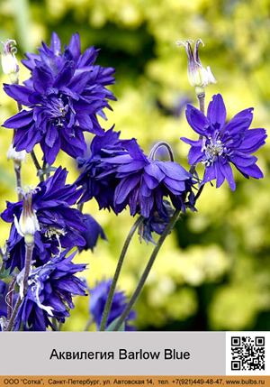 ��������� Barlow Blue