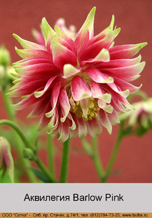 ��������� Barlow Pink