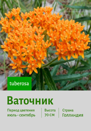 �������� tuberosa