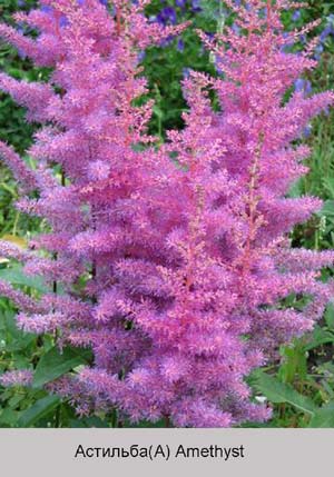 �������� ������� Amethyst