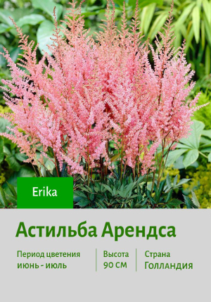�������� ������� Erika