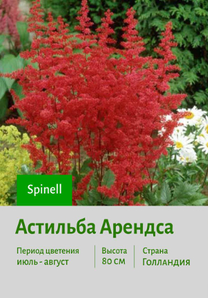 �������� ������� Spinell