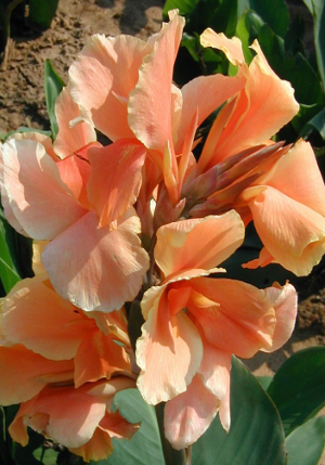 ����� Apricot_Dream