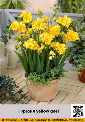 ������ yellow_geel