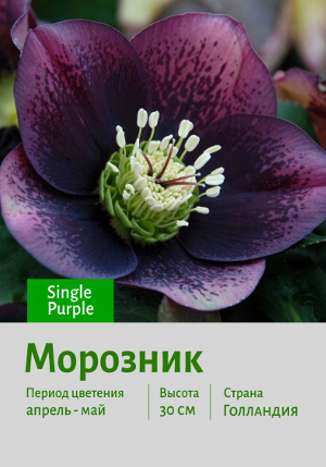 �������� Single Purple