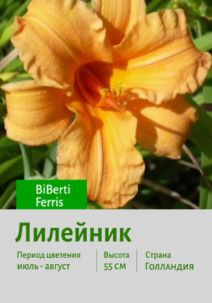 �������� Berti_Ferris