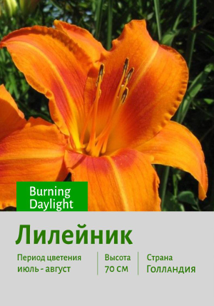 �������� Burning_Daylight