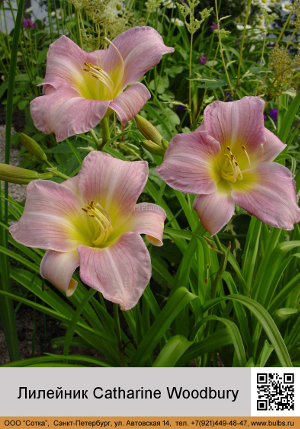 �������� Catharine_Woodbury