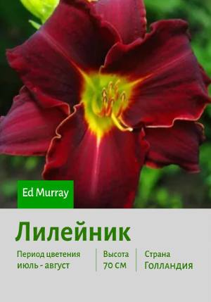 �������� Ed_Murray