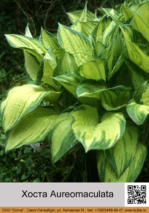 ����� Aureomaculata
