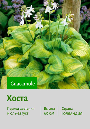 ����� Guacamole