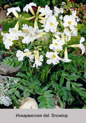 ����������� del. Snowtop