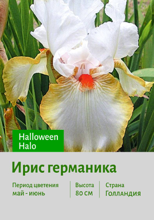���� ��������� Halloween_Halo