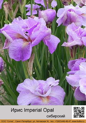 ���� ��������� Imperial_Opal