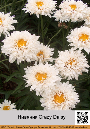 ������� Crazy_Daisy