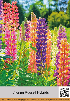 ����� Russell_Hybrids