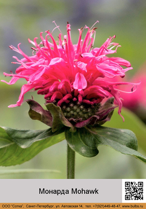 ������� Mohawk