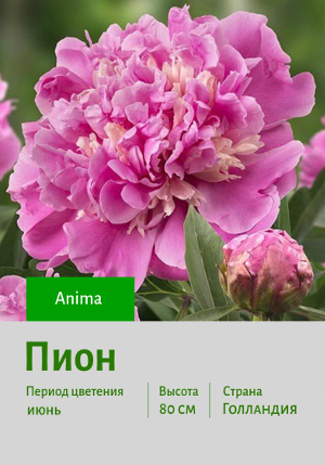 ���� Anima