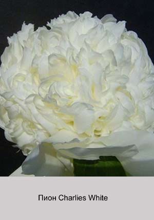 ���� Charlies White