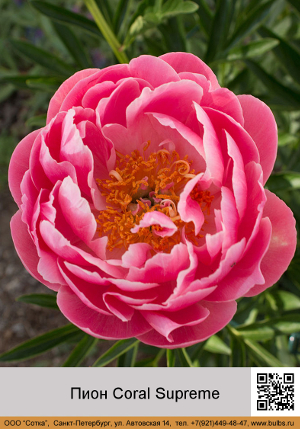 ���� Coral_Supreme