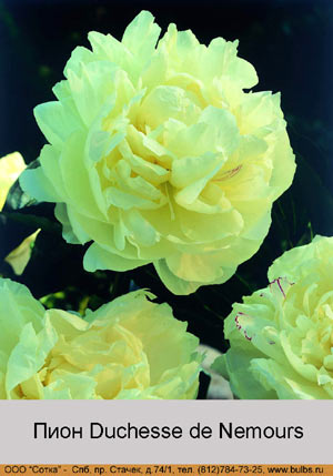 ���� Duchesse de Nemours
