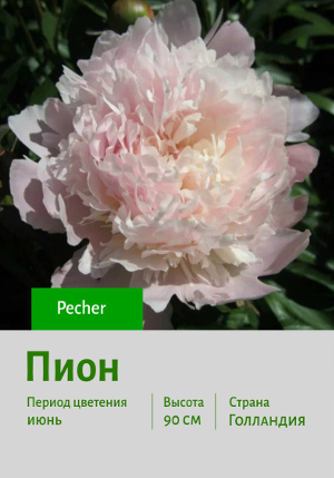 ���� Pecher