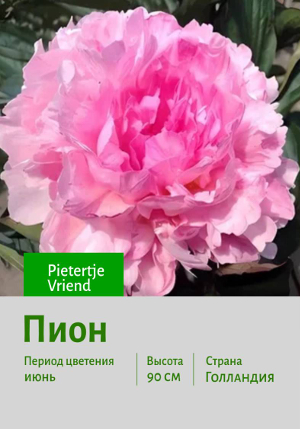 ���� Pietertje_Vriend
