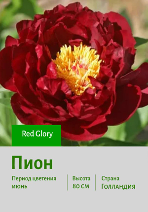 ���� Red_Glory