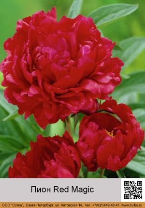 ���� Red_Magic