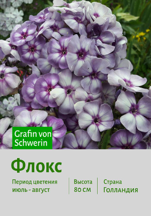 ����� Grafin_von_Schwerin