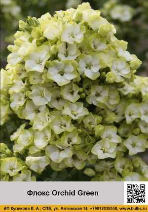 ����� Orchid Green