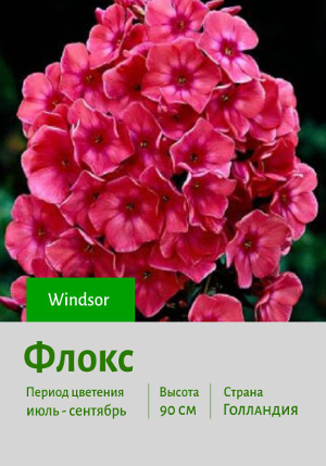 ����� Windsor