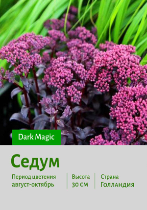 ����� Dark_Magic