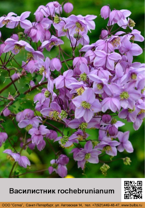 ����������� rochebrunianum