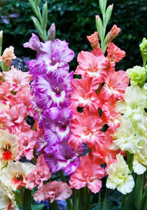 ��������� Color_Bicolor