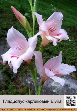 ��������� ���������� Elvira