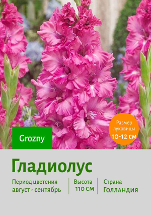 ��������� Grozny