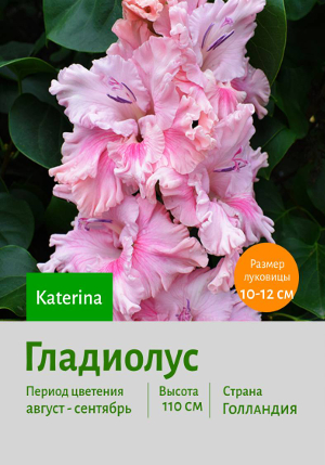 ��������� Katerina