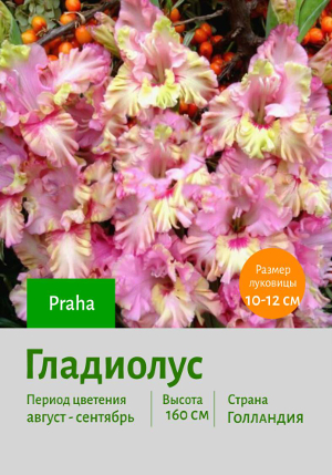 ��������� Praha