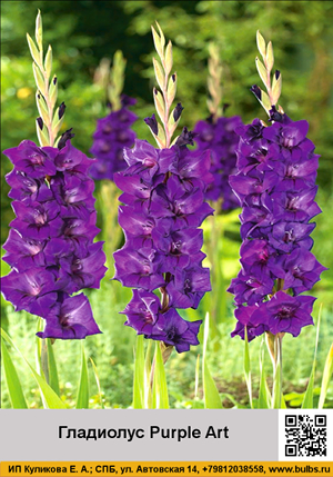 ��������� Purple_Art