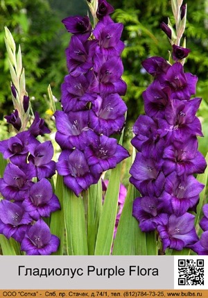 ��������� Purple_Flora