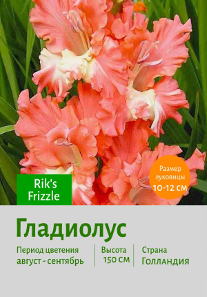 ��������� Rik's_Frizzle