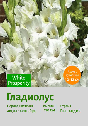 ��������� White_Prosperity