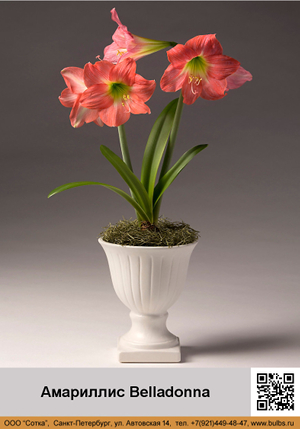 ��������� Belladonna