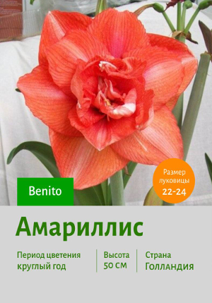 ��������� Benito