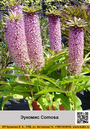 ������� Comosa